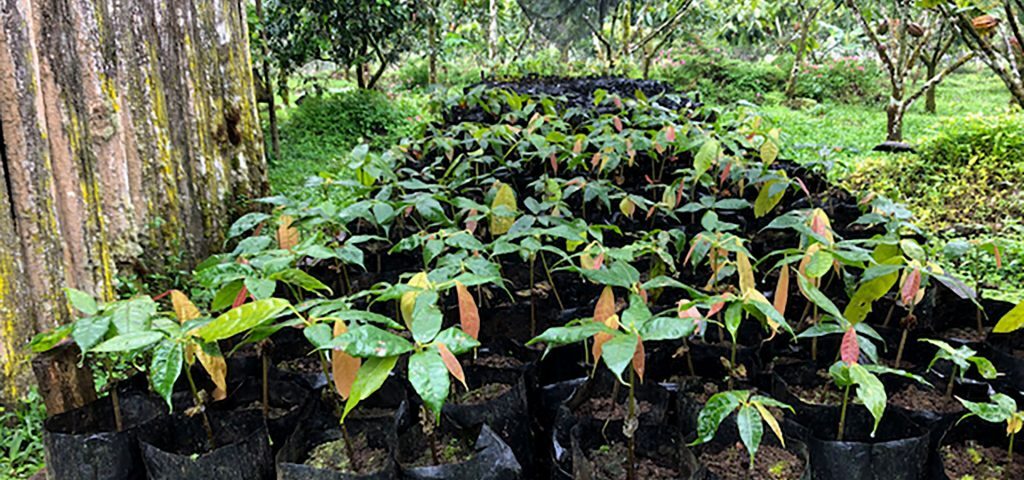 Rows of young cacao seedlings grow in Galápagos, promising a future of unique chocolate flavors and contributing to the islands’ biodiversity