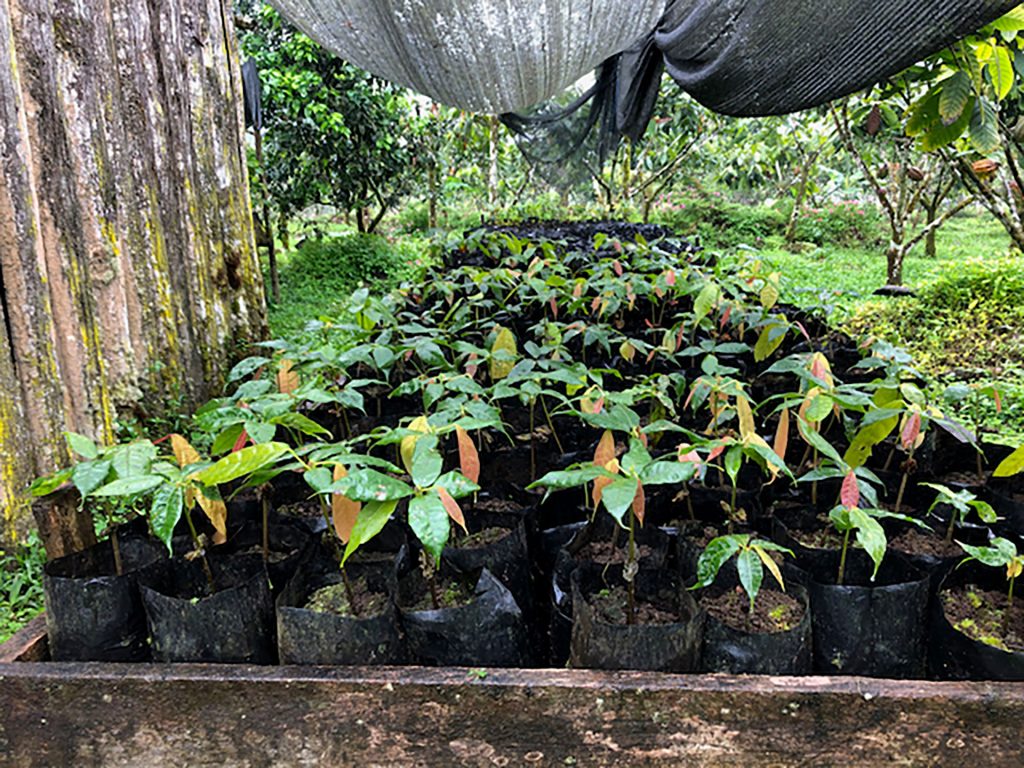 Rows of young cacao seedlings grow in Galápagos, promising a future of unique chocolate flavors and contributing to the islands’ biodiversity
