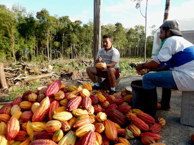 Two farmers skillfully process cocoa beans into nibs and chocolates, a project supported by Galápagos Conservancy that provides employment in the local community.