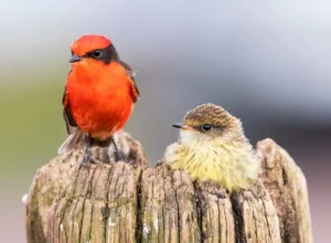A Vermilion Flycatcher guides its fledgling, navigating early life together.