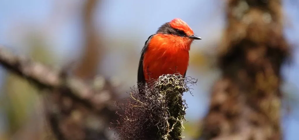 The radiant Vermilion Flycatcher, recognized for its vivid red feathers.