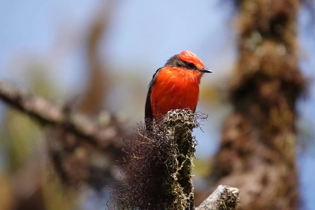 The radiant Vermilion Flycatcher, recognized for its vivid red feathers.