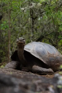 Galápagos giant tortoise