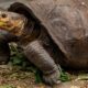 Fernanda, the last known Fernandina giant tortoise