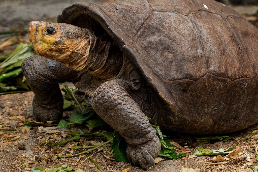 Fernanda, the last known Fernandina giant tortoise