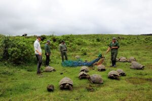 20 tortoises born between 2014 and 2015, and 116 born between 2017 and 2018, have been released into their natural habitat to serve as ecosystem engineers.