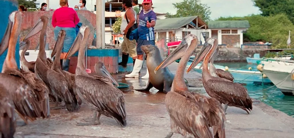 The fisherman's pier in Puerto Ayora, where pelicans and sea lions captivate tourists, creating a charming spectacle.