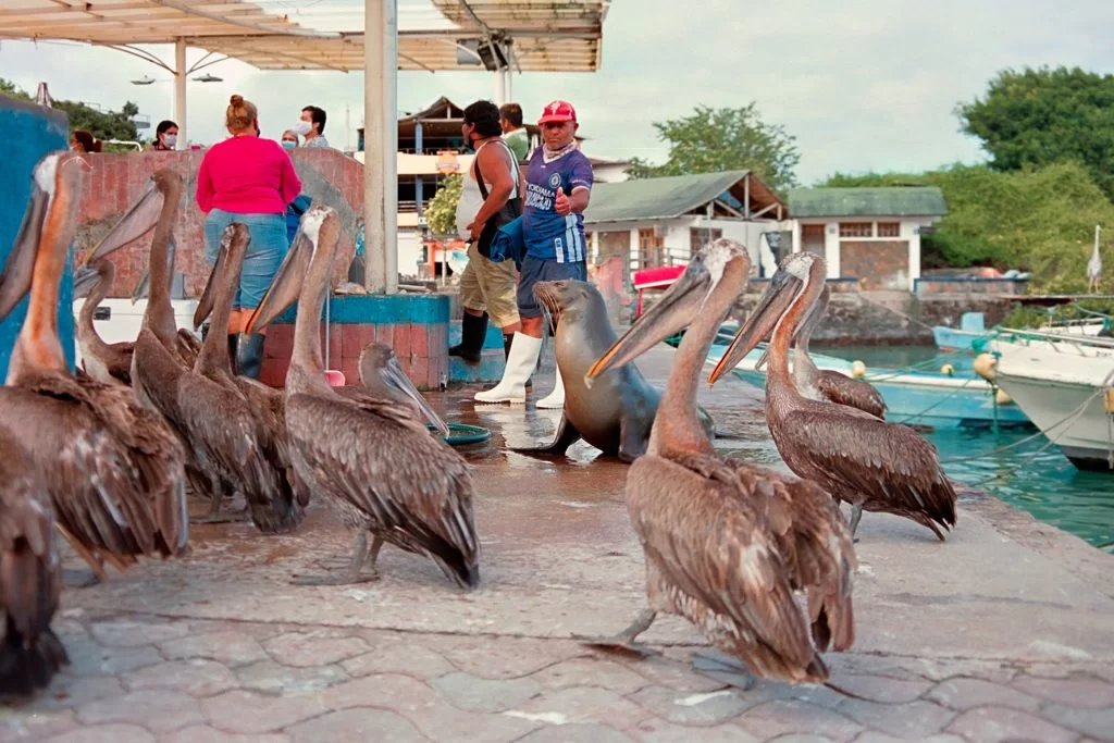 The fisherman's pier in Puerto Ayora, where pelicans and sea lions captivate tourists, creating a charming spectacle.