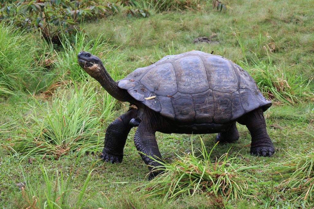 An adult Chelonoidis vicina tortoise, native to Cerro Azul volcano in southern Isabela.