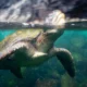 Sea turtles visiting the Galápagos Marine Reserve are among the species most susceptible to the El Niño phenomenon.