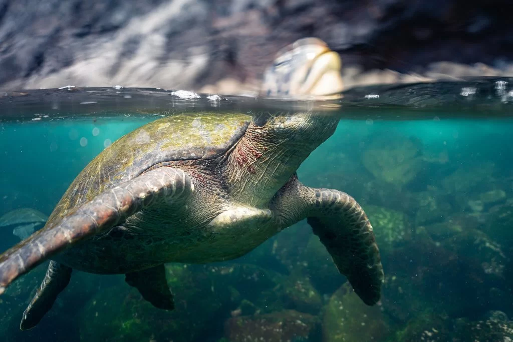Sea turtles visiting the Galápagos Marine Reserve are among the species most susceptible to the El Niño phenomenon.