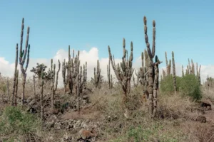 Candelabra cactus forests, typical of Galápagos' arid zones, could be impacted by excessive rainfall during El Niño.