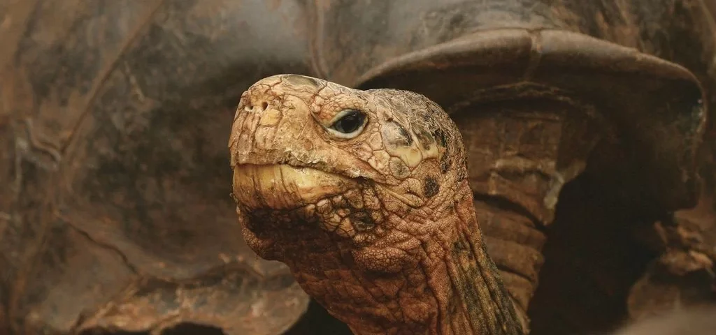Giant tortoises benefit from increased food availability during El Niño, but their reproduction can be affected by flooding.