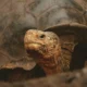Giant tortoises benefit from increased food availability during El Niño, but their reproduction can be affected by flooding.