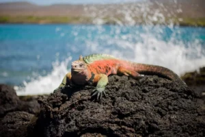 Galápagos marine iguanas, vital bioindicators of marine ecosystems health, are significantly impacted by El Niño.