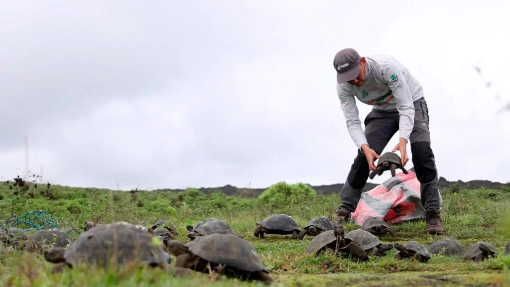 Jorge Carrión, our Director of Conservation, taking center stage in an iconic moment, releasing tortoises from the Cerro Azul population into their natural habitat.