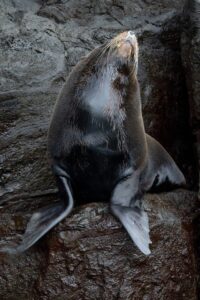 Fur seal stretching on the rocky coast of Genovesa Island