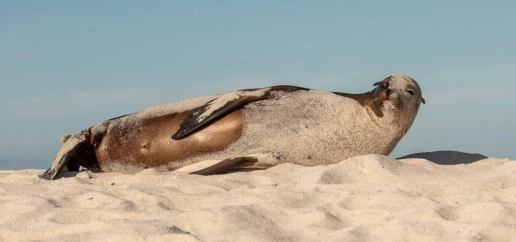 Sea lion basking in the sun