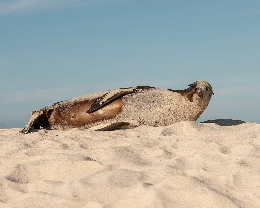 Sea lion basking in the sun