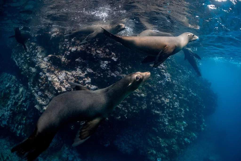 Sea lions exploring the Galápagos Marine Reserve