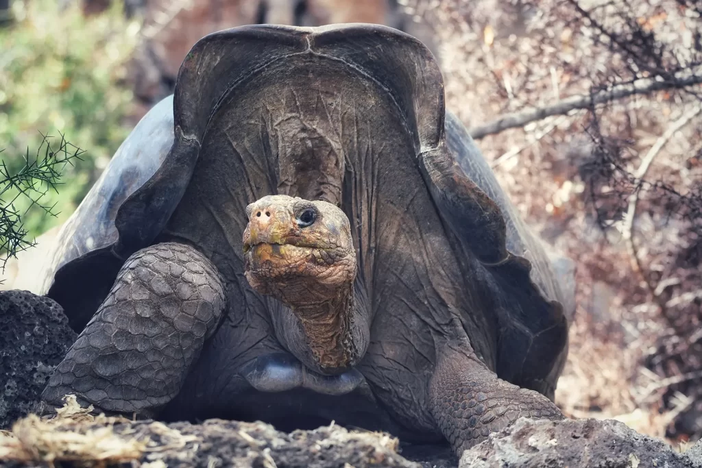 This specimen, descended from the extinct Floreana giant tortoise species (Chelonoidis niger), is cared for at the Santa Cruz Breeding Center.