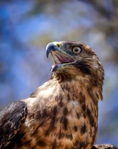 Galápagos Hawk, vital in the ecosystem, regulating prey populations and maintaining ecological balance.