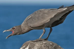 Lava Gull, to be reintroduced to Floreana Island