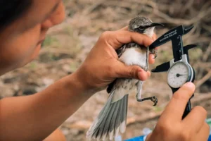 With the support of Galápagos Conservancy, Diana, along with her team of researchers, captured 3018 birds of 11 species at 17 sites in the highlands of Santa Cruz.