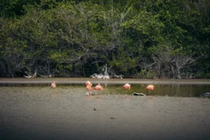 Galápagos flamingos are a native species and are classified as vulnerable by the International Union for Conservation of Nature (IUCN), within the category of endangered species.