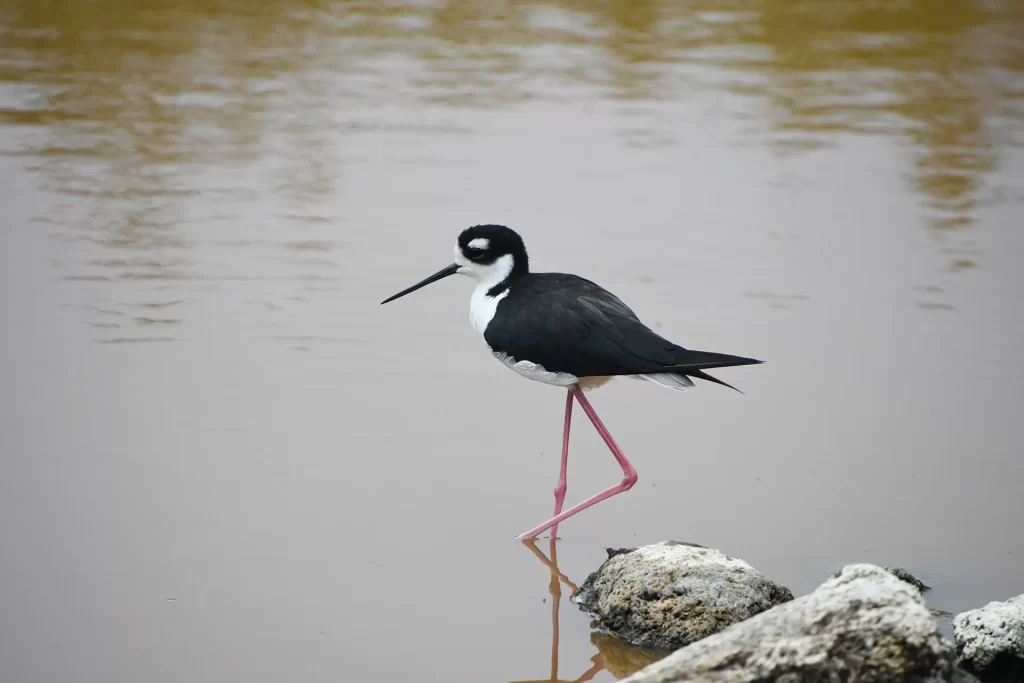 Black-necked Stilt (Himantopus mexicanus), one of the emblematic birds inhabiting the wetlands of Isabela, Galápagos.
