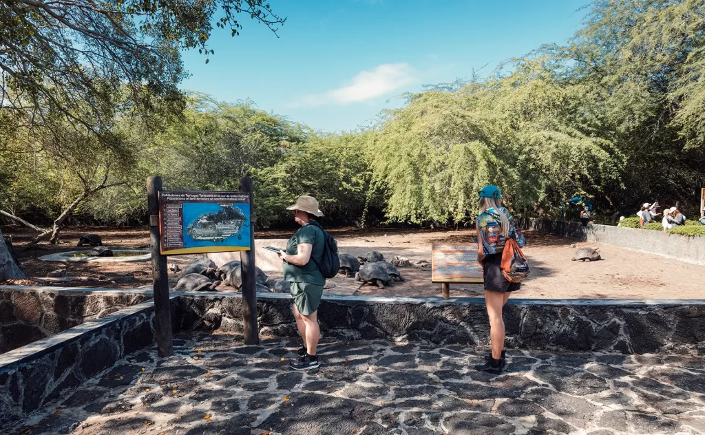 Each month, around 3000 tourists visit the Isabela Breeding Center, becoming firsthand witnesses to the conservation efforts for the giant tortoises.