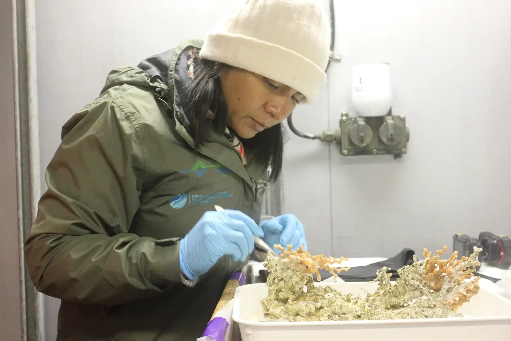 Jenifer Suárez examines samples for the Galápagos coral restoration project