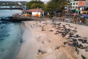 Colony of Galapagos sea lions relaxing at Los Marinos Beach. 