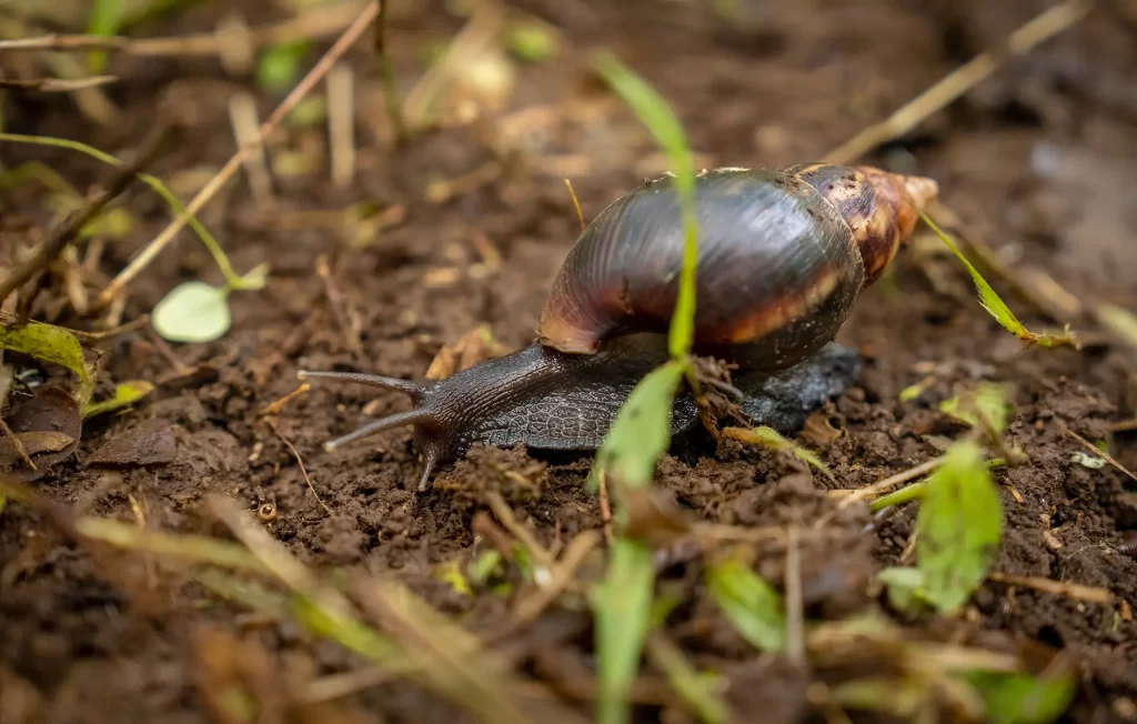 The African giant snail (Lissachatina fulica) is one of the most aggressive introduced species in Galápagos. Due to its highly invasive nature, Galápagos Conservancy actively supports control measures to prevent the spread of these snails on the islands.