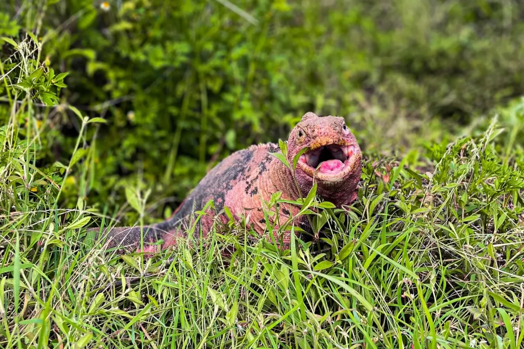Amidst the rainy season, a pink iguana is spotted feeding atop Wolf Volcano, taking full advantage of the plentiful food