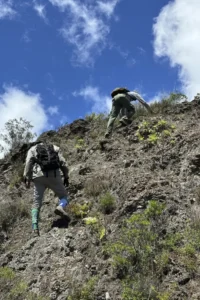Park rangers can be observed scaling the steep cliffs of Wolf Volcano in search of pink iguanas.