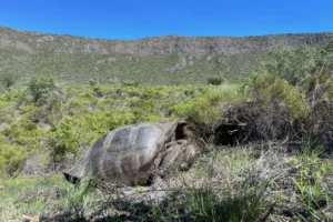 Within the crater of Wolf Volcano, a giant tortoise of the Chelonoidis becki species is captured feasting on the seasonal abundance of food.