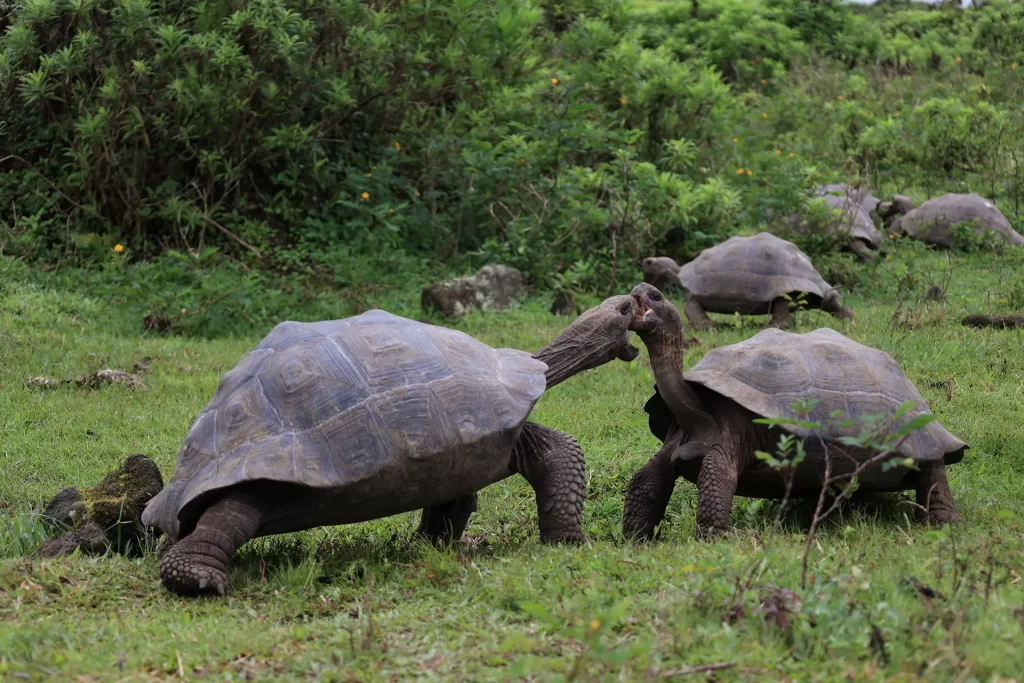 Two majestic giant tortoises engage in an intriguing encounter, with open mouths and challenging gazes, reminding us of the importance of conserving wildlife on World Wildlife Day.