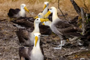 A group of Galápagos albatrosses gathers on Española Island, showcasing the beauty and uniqueness of this emblematic species on World Wildlife Day.
