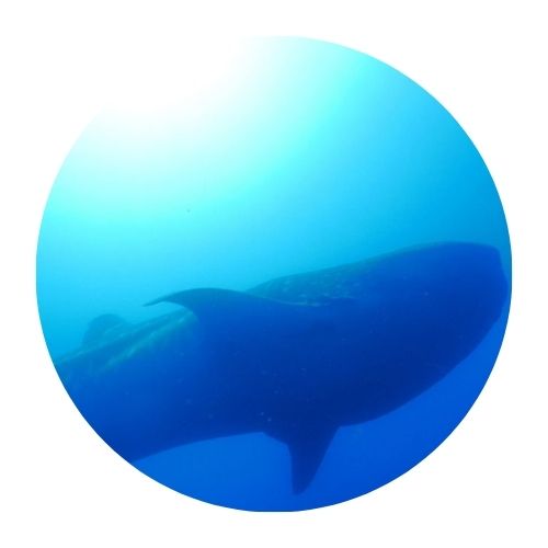 Wale Shark