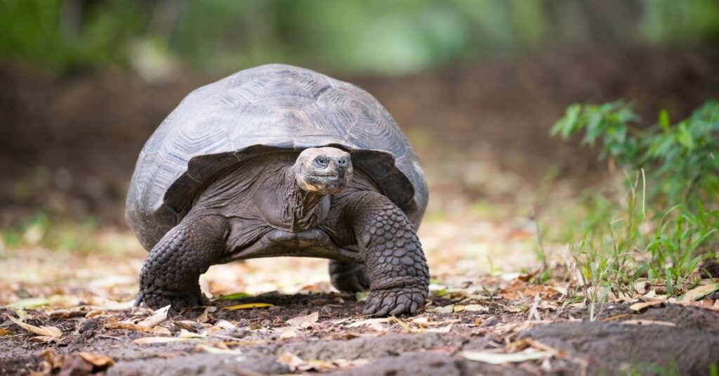 Giant Tortoise Galapagos