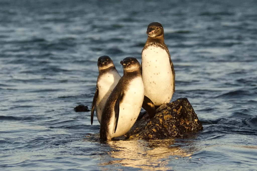 Three Galápagos penguins together witness the sunset at Punta Moreno, Isabela.