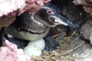 An adult penguin watches over its nest with a vigilant gaze, highlighting its alertness to any threats in order to protect the eggs. 