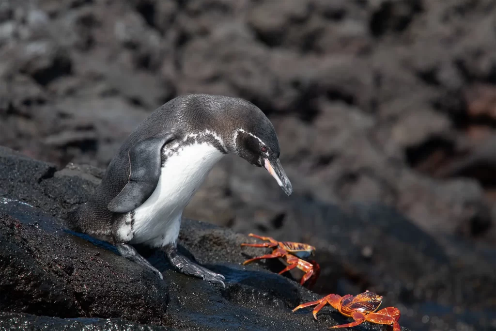A Galápagos penguin attentively observes Sally Lightfoot crabs, which share its rocky habitat on Bartolomé Island.