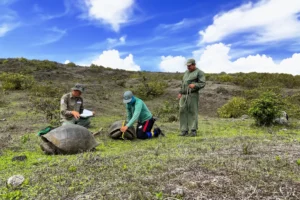Jorge Carrión (left), our Conservation Director, accompanied by park rangers Mario Albán and Máximo Mendoza, conducting a turtle census in southern Isabela while gathering data and species records. 