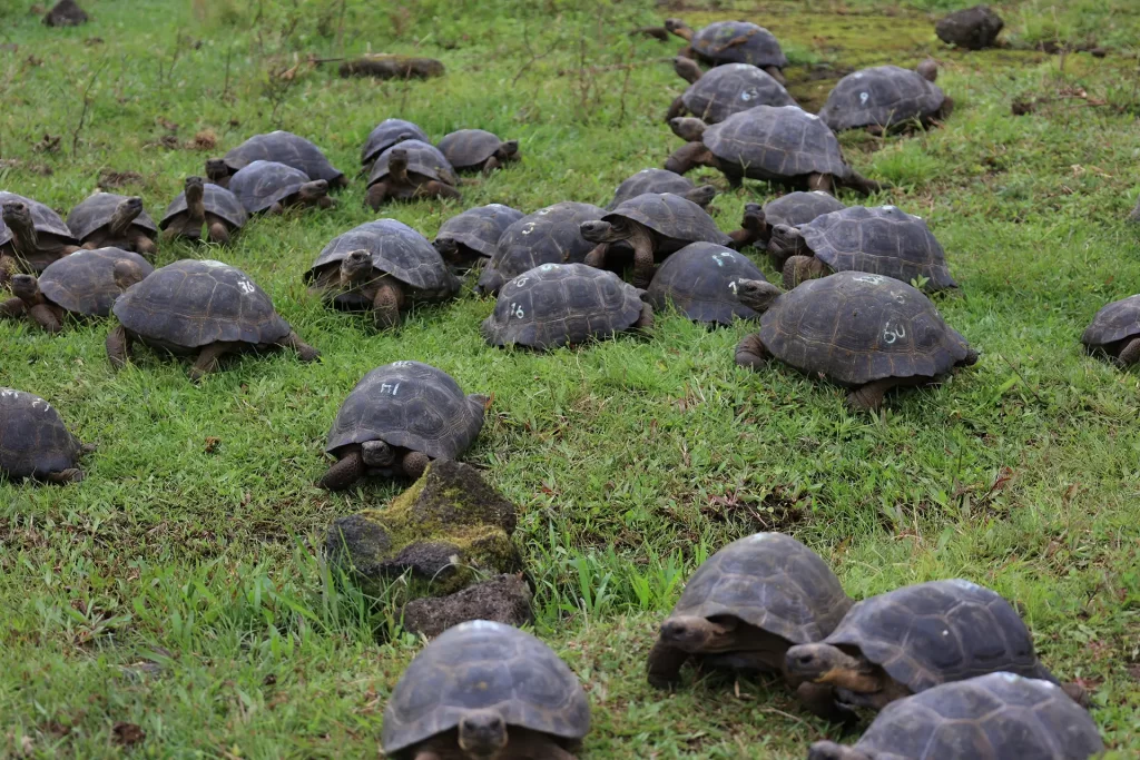 Marked and numbered tortoises are seen in the moment of their release, ready to thrive in the wild after completing their growth cycle at the breeding center in Isabela’s southern region.