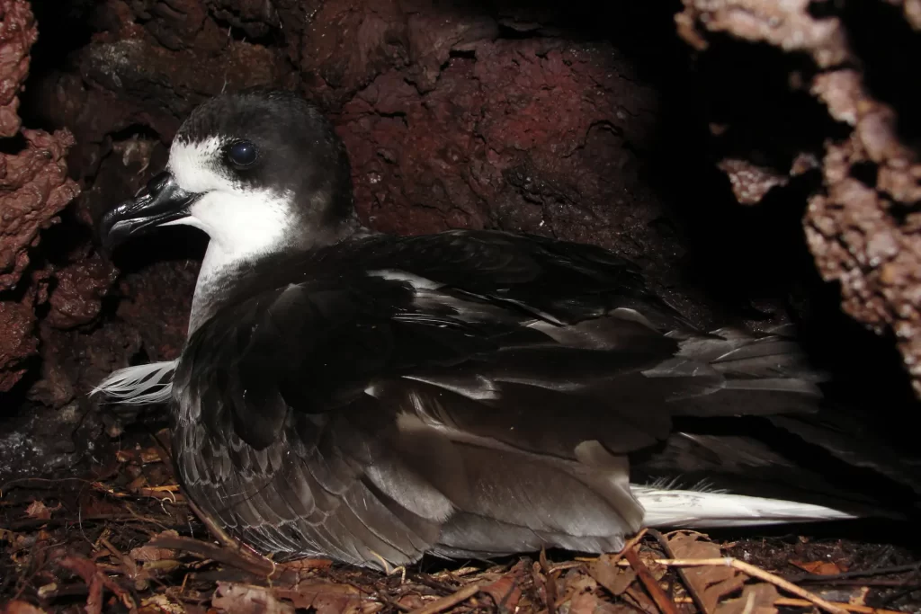 A petrel tends to its nest, displaying the characteristic paternal care of these endemic birds in their natural environment.