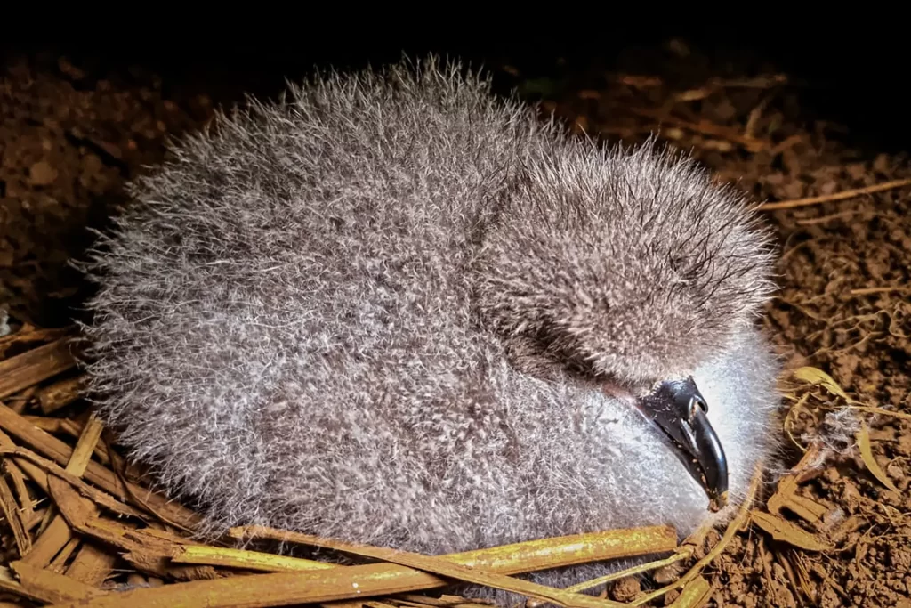 A juvenile petrel, characterized by its soft and fluffy plumage, in the early stages of development before acquiring its definitive feathers. 
