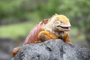 Encounter with a striking Fernandina land iguana, showcasing the unique Galápagos species in its natural habitat.