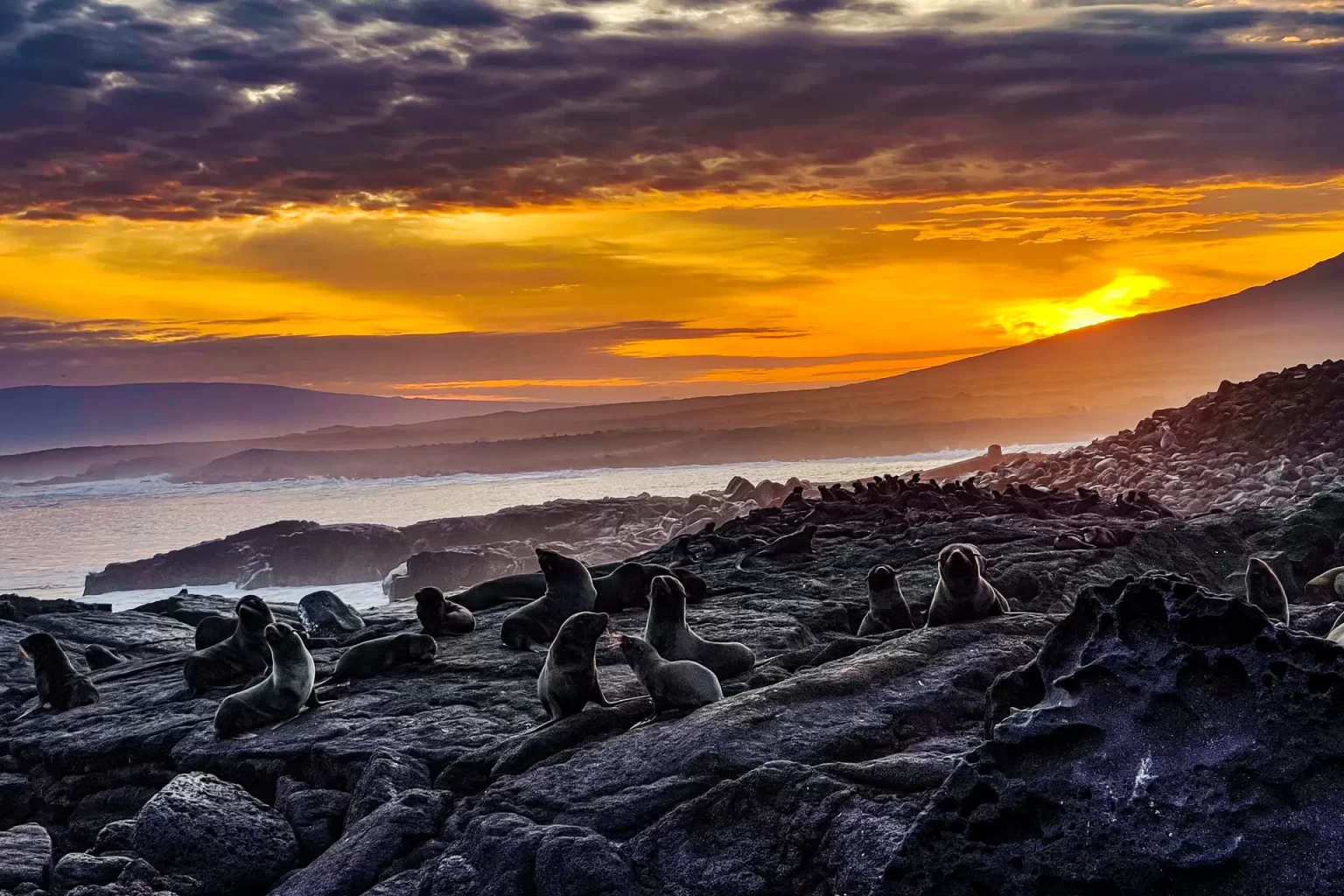 A group of Galapagos fur seals enjoys a spectacular sunrise off the west coast of Fernandina Island. 